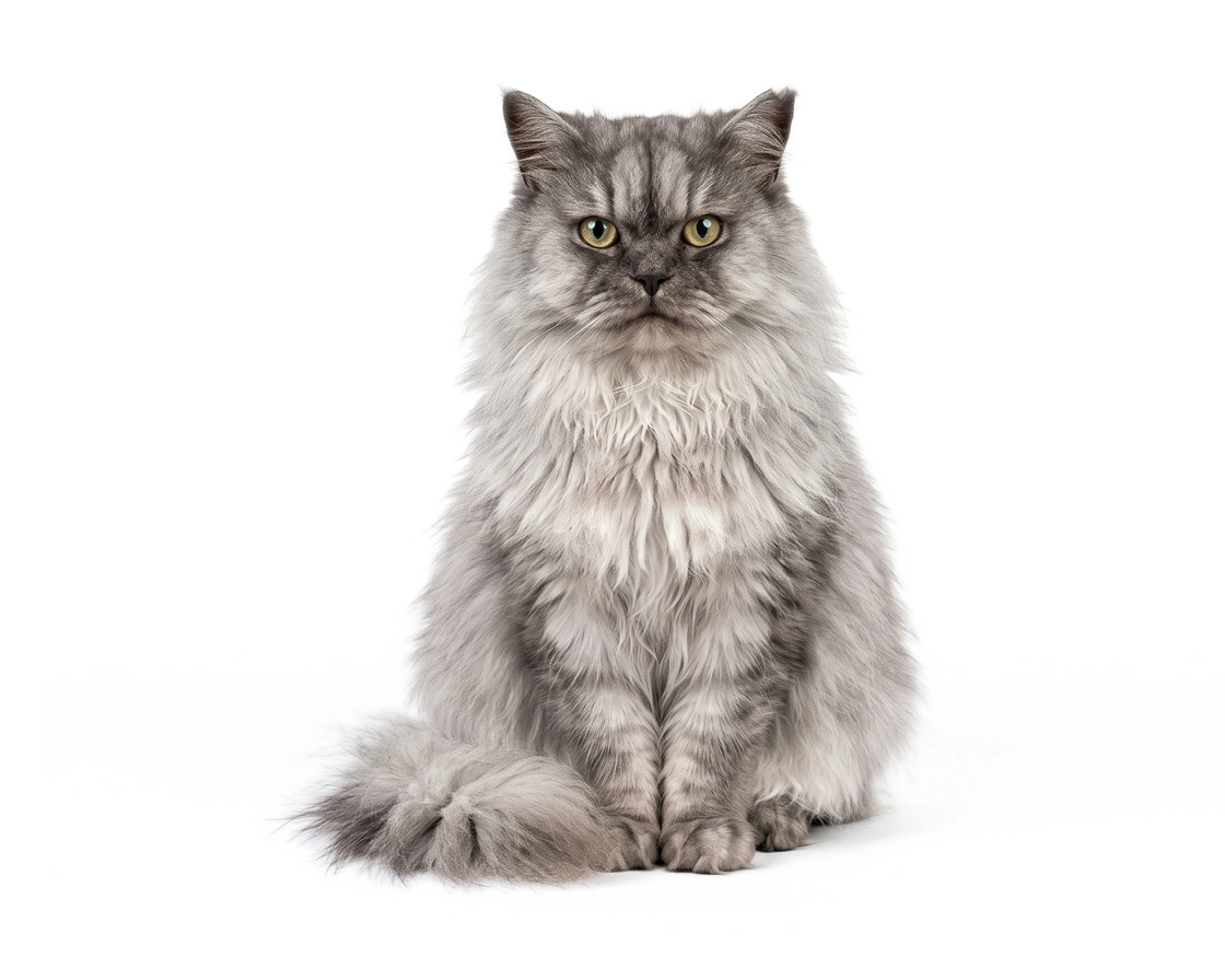 pet